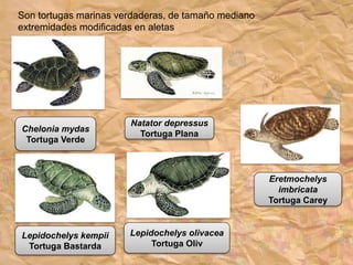 Eretmochelys
imbricata
Tortuga Carey
Lepidochelys kempii
Tortuga Bastarda
Lepidochelys olivacea
Tortuga Oliv
Son tortugas marinas verdaderas, de tamaño mediano
extremidades modificadas en aletas
Chelonia mydas
Tortuga Verde
Natator depressus
Tortuga Plana
 