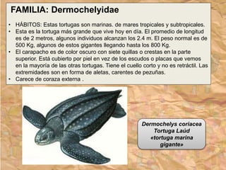 FAMILIA: Dermochelyidae
• HÁBITOS: Estas tortugas son marinas. de mares tropicales y subtropicales.
• Esta es la tortuga más grande que vive hoy en día. El promedio de longitud
es de 2 metros, algunos individuos alcanzan los 2.4 m. El peso normal es de
500 Kg, algunos de estos gigantes llegando hasta los 800 Kg.
• El carapacho es de color oscuro con siete quillas o crestas en la parte
superior. Está cubierto por piel en vez de los escudos o placas que vemos
en la mayoría de las otras tortugas. Tiene el cuello corto y no es retráctil. Las
extremidades son en forma de aletas, carentes de pezuñas.
• Carece de coraza externa .
Dermochelys coriacea
Tortuga Laúd
«tortuga marina
gigante»
 