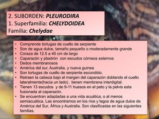 2. SUBORDEN: PLEURODIRA
1. Superfamilia: CHELYDOIDEA
Familia: Chelydae
• Comprende tortugas de cuello de serpiente
• Son de agua dulce, tamaño pequeño o moderadamente grande
• Coraza de 12.5 a 40 cm de largo
• Caparazón y plastrón con escudos córneos externos
• Dedos membranosos
• América del sur, Australia, y nueva guinea
• Son tortugas de cuello de serpiente escondido.
• Retraen la cabeza bajo el margen del caparazón doblando el cuello
lateralmente(hacia un lado) . tienen membrana interdigital.
• Tienen 13 escudos y de 9-11 huesos en el peto y la pelvis esta
fusionada al caparazón.
• Se encuentran adaptadas a una vida acuática, o al menos
semiacuática. Las encontramos en los ríos y lagos de agua dulce de
América del Sur, África y Australia. Son clasificadas en las siguientes
familias.
 