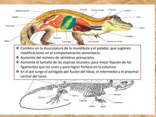  Cambios en la musculatura de la mandíbula y el paladar, que sugieren
modificaciones en el comportamiento alimentario.
 Aumento del número de vértebras presacrales.
 Aumento el tamaño de las espinas neurales, para mejor fijación de los
ligamentos que las unen y para lograr firmeza en la columna.
 En el pie surge el astrágalo por fusión del tibial, el intermedio y el proximal
central del tarso.
 
