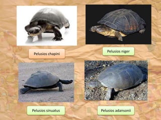 Pelusios chapini
Pelusios sinuatus
Pelusios niger
Pelusios adansonii
 