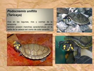 Podocnemis unifilis
(Taricaya)
Vive en las lagunas, ríos y cochas de la
amazonia peruana
también poseen manchas características en la
parte de la cabeza así como de color amarillo
 