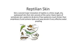 Reptilian Skin
Skin a second major innovation of reptiles is a thick, tough, dry,
waterproof skin their skin consists of the same 2 basic layers of
vertebrate skin: epidermis & dermis but epidermis much thicker than
amphibians and contains lipids and waxy keratin very effective water
proofing
 