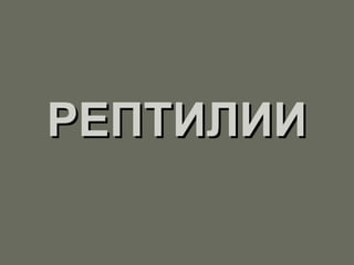 РЕПТИЛИИРЕПТИЛИИ
 