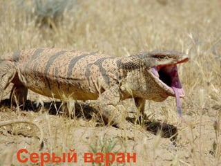 Серый варан
 