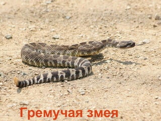 Гремучая змея
 