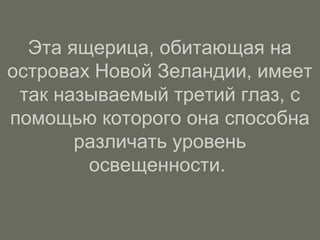 Эта ящерица, обитающая на
островах Новой Зеландии, имеет
так называемый третий глаз, с
помощью которого она способна
различать уровень
освещенности.
 