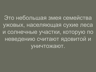 Это небольшая змея семейства
ужовых, населяющая сухие леса
и солнечные участки, которую по
неведению считают ядовитой и
уничтожают.
 