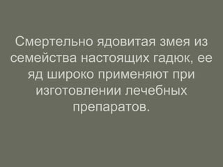 Смертельно ядовитая змея из
семейства настоящих гадюк, ее
яд широко применяют при
изготовлении лечебных
препаратов.
 
