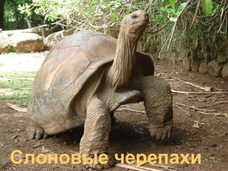 Слоновые черепахи
 