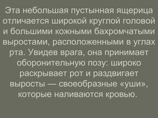 Эта небольшая пустынная ящерица
отличается широкой круглой головой
и большими кожными бахромчатыми
выростами, расположенными в углах
рта. Увидев врага, она принимает
оборонительную позу: широко
раскрывает рот и раздвигает
выросты — своеобразные «уши»,
которые наливаются кровью.
 