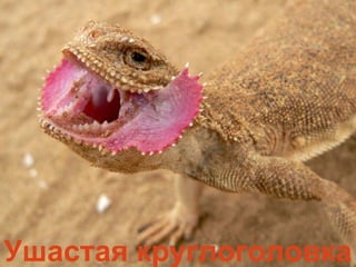 Ушастая круглоголовка
 