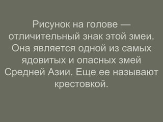 Рисунок на голове —
отличительный знак этой змеи.
Она является одной из самых
ядовитых и опасных змей
Средней Азии. Еще ее называют
крестовкой.
 