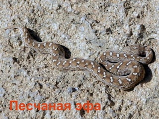 Песчаная эфа
 