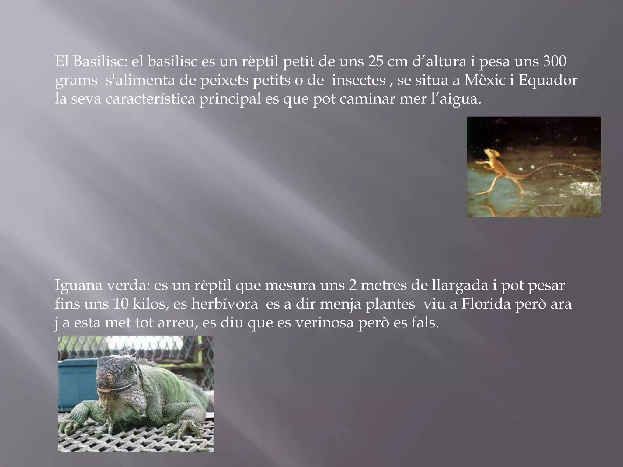 El Basilisc: el basilisc es un rèptil petit de uns 25 cm d’altura i pesa uns 300
grams s'alimenta de peixets petits o de insectes , se situa a Mèxic i Equador
la seva característica principal es que pot caminar mer l’aigua.




Iguana verda: es un rèptil que mesura uns 2 metres de llargada i pot pesar
fins uns 10 kilos, es herbívora es a dir menja plantes viu a Florida però ara
j a esta met tot arreu, es diu que es verinosa però es fals.
 