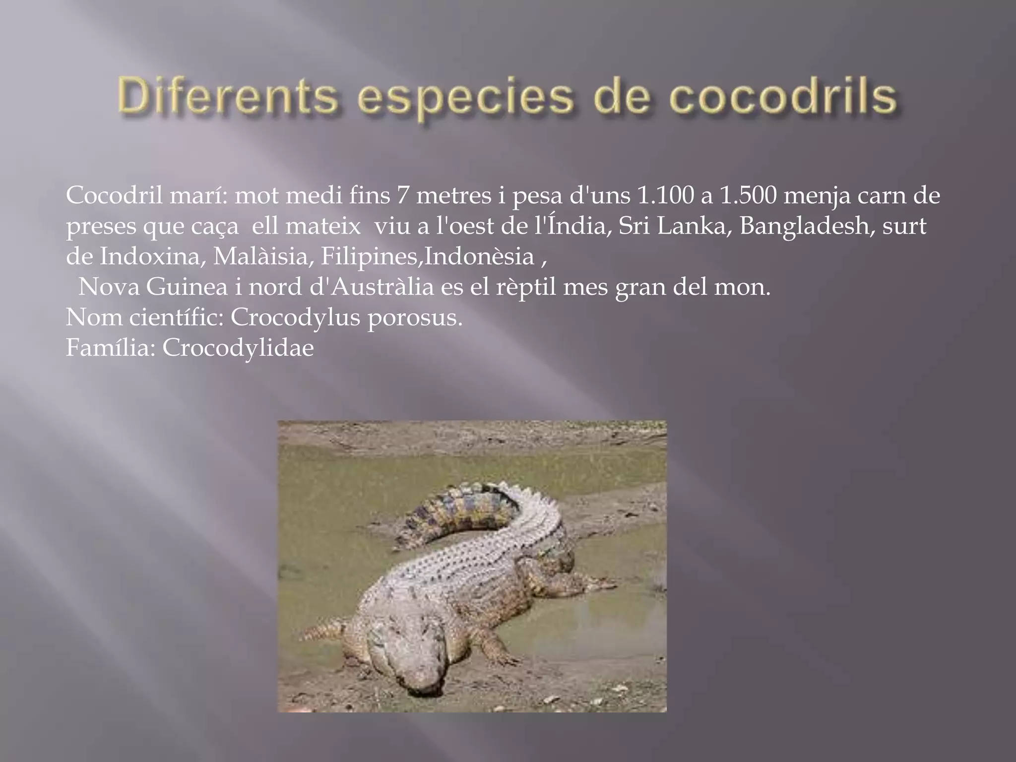 Cocodril marí: mot medi fins 7 metres i pesa d'uns 1.100 a 1.500 menja carn de
preses que caça ell mateix viu a l'oest de l'Índia, Sri Lanka, Bangladesh, surt
de Indoxina, Malàisia, Filipines,Indonèsia ,
 Nova Guinea i nord d'Austràlia es el rèptil mes gran del mon.
Nom científic: Crocodylus porosus.
Família: Crocodylidae
 