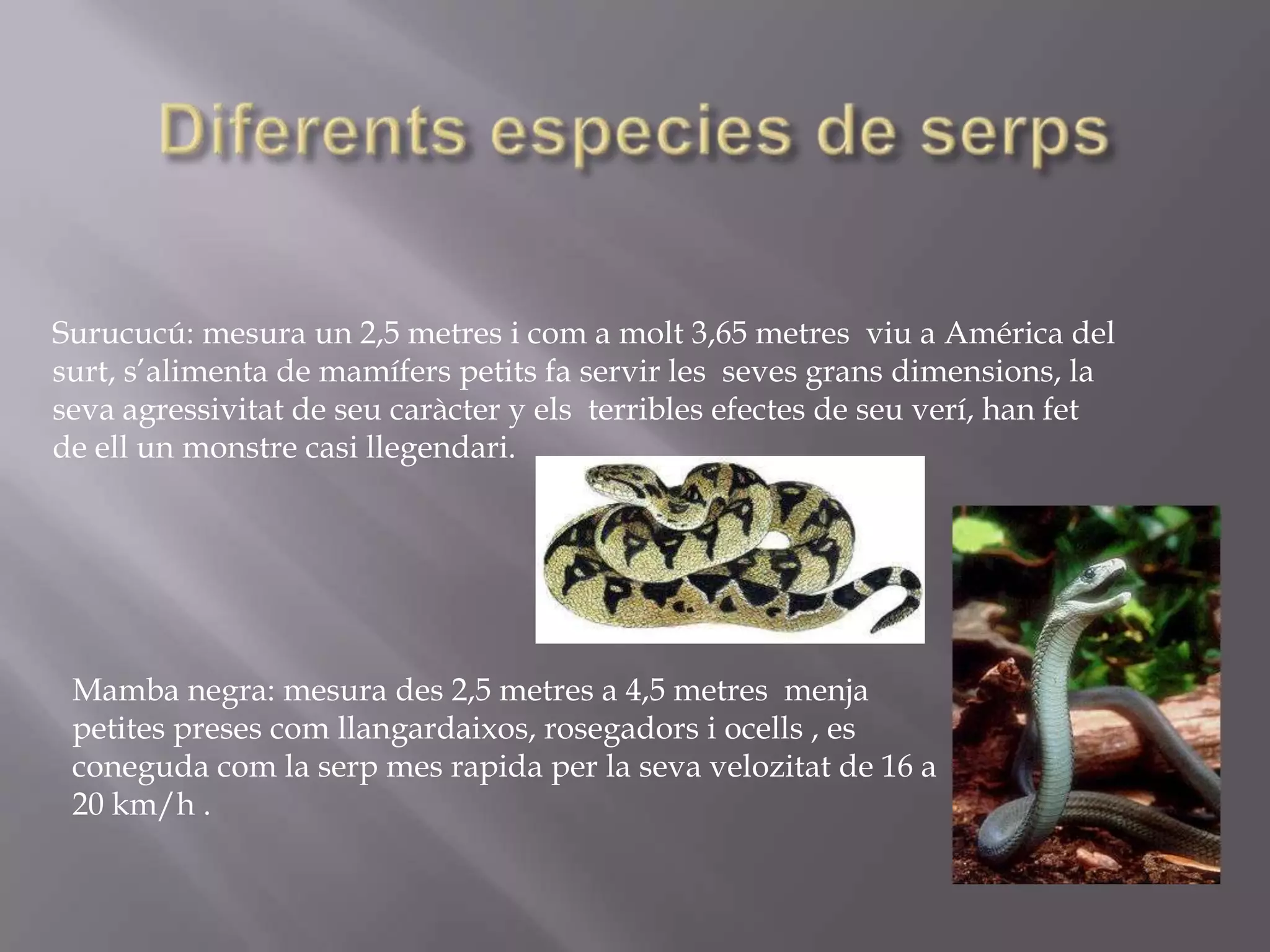 Surucucú: mesura un 2,5 metres i com a molt 3,65 metres viu a América del
surt, s’alimenta de mamífers petits fa servir les seves grans dimensions, la
seva agressivitat de seu caràcter y els terribles efectes de seu verí, han fet
de ell un monstre casi llegendari.




 Mamba negra: mesura des 2,5 metres a 4,5 metres menja
 petites preses com llangardaixos, rosegadors i ocells , es
 coneguda com la serp mes rapida per la seva velozitat de 16 a
 20 km/h .
 