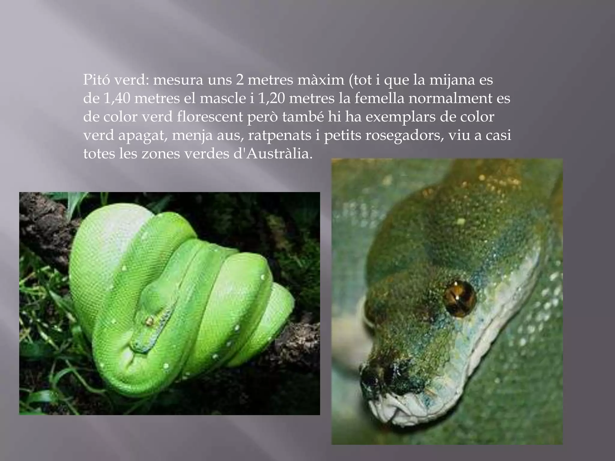 Pitó verd: mesura uns 2 metres màxim (tot i que la mijana es
de 1,40 metres el mascle i 1,20 metres la femella normalment es
de color verd florescent però també hi ha exemplars de color
verd apagat, menja aus, ratpenats i petits rosegadors, viu a casi
totes les zones verdes d'Austràlia.
 