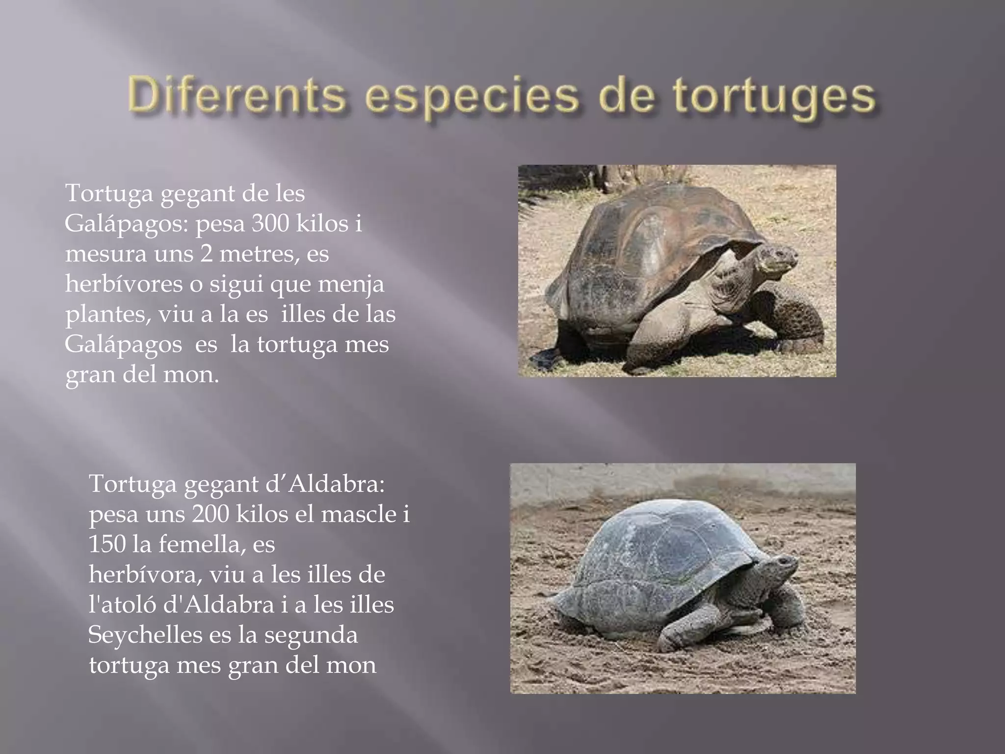 Tortuga gegant de les
Galápagos: pesa 300 kilos i
mesura uns 2 metres, es
herbívores o sigui que menja
plantes, viu a la es illes de las
Galápagos es la tortuga mes
gran del mon.



  Tortuga gegant d’Aldabra:
  pesa uns 200 kilos el mascle i
  150 la femella, es
  herbívora, viu a les illes de
  l'atoló d'Aldabra i a les illes
  Seychelles es la segunda
  tortuga mes gran del mon
 