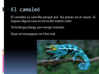 El camaleó
El camaleó es camufla perquè així les preses no el veuen. Si
toquen alguna cosa es torna del mateix color.
Té la llengua llarga per menjar insectes.
Quan el mosseguen no li fan mal .
 