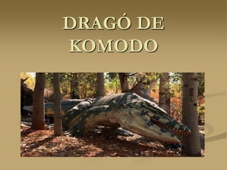 DRAGÓ DE
KOMODO
 