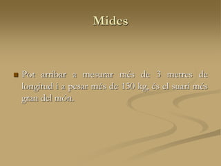 Mides
 Pot arribar a mesurar més de 3 metres de
longitud i a pesar més de 150 kg, és el suari més
gran del món.
 