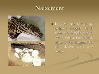 Naixement
 La seva reproducció és
ovípara: després de la
còpula, la femella pon de
2 a 30 ous en niu excavat
al terra, on naixeran les
cries després de 8 o 9
mesos.
 