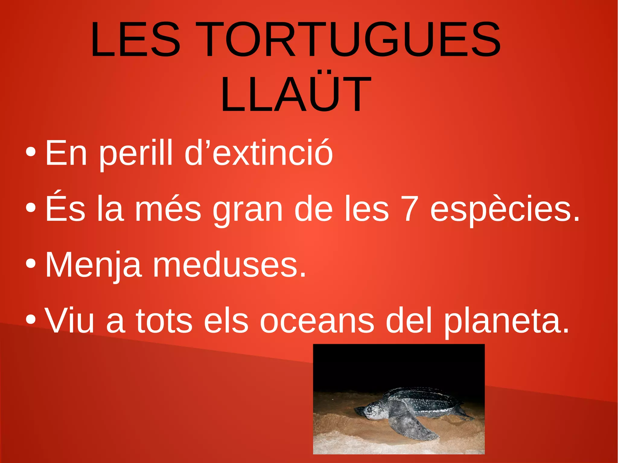 LES TORTUGUES
LLAÜT
●
En perill d’extinció
●
És la més gran de les 7 espècies.
●
Menja meduses.
●
Viu a tots els oceans del planeta.
 