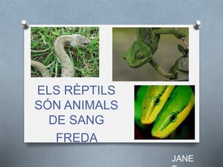 ELS RÈPTILS
SÓN ANIMALS
DE SANG
FREDA
JANE
 