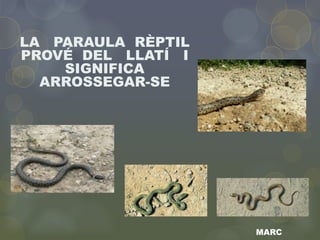 LA PARAULA RÈPTIL
PROVÉ DEL LLATÍ I
SIGNIFICA
ARROSSEGAR-SE
MARC
 