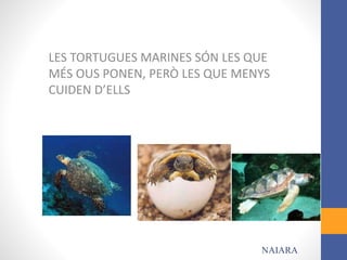 LES TORTUGUES MARINES SÓN LES QUE
MÉS OUS PONEN, PERÒ LES QUE MENYS
CUIDEN D’ELLS
NAIARA
 