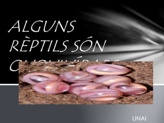 ALGUNS
RÈPTILS SÓN
OVOVIVÍPARS
UNAI
 