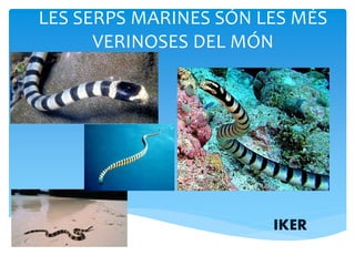 LES SERPS MARINES SÓN LES MÉS
VERINOSES DEL MÓN
IKER
 