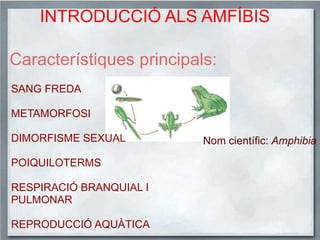 INTRODUCCIÓ ALS AMFÍBISCaracterístiques principals:SANG FREDAMETAMORFOSIDIMORFISME SEXUALPOIQUILOTERMSRESPIRACIÓ BRANQUIAL I PULMONARREPRODUCCIÓ AQUÀTICANom científic: Amphibia