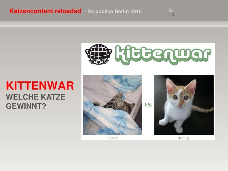 Hund Vs Katze Der Kampf Ums Bett