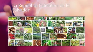 La República Cafetalera de El
Salvador
 