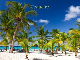 Coqueiro
 