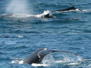 República dominicana