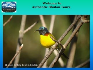 Welcome to
Authentic Bhutan Tours
11 Days Birding Tour in Bhutan
 