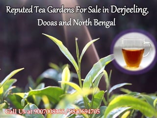 Reputed Tea Gardens For Sale in Derjeeling,
Dooas and North Bengal
Call Us at 9007008366 / 9830694705
 