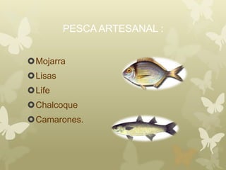 PESCA ARTESANAL :
Mojarra
Lisas
Life
Chalcoque
Camarones.
 