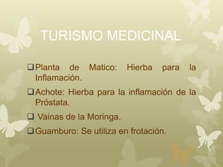 TURISMO MEDICINAL
Planta de Matico: Hierba para la
Inflamación.
Achote: Hierba para la inflamación de la
Próstata.
 Vainas de la Moringa.
Guamburo: Se utiliza en frotación.
 