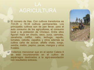 LA
AGRICULTURA
 El número de Has. Con cultivos transitorios es
733,05 y 18.34 cultivos permanentes. Los
principales cultivos son de pan llevar, para el
auto consumo de los agricultores, el consumo
local y la población de Chiclayo. Entre ellos
figuran maíz en choclo, seco, yuca, camotes,
zanahoria, coliflor, nabo, lechuga, repollo,
tomates, cebolla, zapallos y otros además se
cultiva caña de azúcar, alfalfa chala, sorgo,
sandía, melón, pepino, pacae, mangos y otros
frutales.
 Podemos mencionar que en el sector Calera II
se está incursionando en el cultivo de
espárragos destinados a la agro-exportación
con resultados exitosos.
 