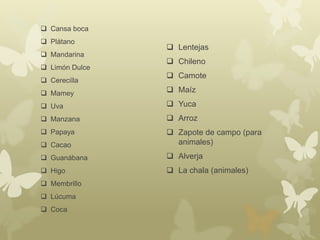  Cansa boca
 Plátano
 Mandarina
 Limón Dulce
 Cerecilla
 Mamey
 Uva
 Manzana
 Papaya
 Cacao
 Guanábana
 Higo
 Membrillo
 Lúcuma
 Coca
 Lentejas
 Chileno
 Camote
 Maíz
 Yuca
 Arroz
 Zapote de campo (para
animales)
 Alverja
 La chala (animales)
 