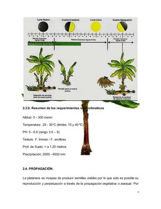 9
2.3.9. Resumen de los requerimientos edafoclimaticos
Altitud: 0 - 300 msnm
Temperatura: 25 - 30°C (límites 10 y 40 ºC)
PH: 5 - 6.5 (rango 3.5 – 9)
Textura: F. limoso - F. arcilloso
Prof. de Suelo: > a 1.20 metros
Precipitación: 2000 - 4500 mm
2.4. PROPAGACIÓN.
La platanera es incapaz de producir semillas viables por lo que solo es posible su
reproducción y perpetuación a través de la propagación vegetativa o asexual. Por
 