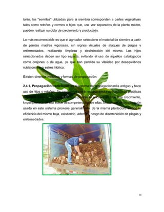 10
tanto, las "semillas" utilizadas para la siembra corresponden a partes vegetativas
tales como retoños y cormos o hijos que, una vez separados de la planta madre,
pueden realizar su ciclo de crecimiento y producción.
Lo más recomendable es que el agricultor seleccione el material de siembra a partir
de plantas madres vigorosas, sin signos visuales de ataques de plagas y
enfermedades, realizando limpieza y desinfección del mismo. Los hijos
seleccionados deben ser tipo espada, evitando el uso de aquellos catalogados
como orejones o de agua, ya que han perdido su vitalidad por desequilibrios
nutricionales o estrés hídrico.
Existen diversos métodos y formas de propagación:
2.4.1. Propagación tradicional: es el sistema de propagación más antiguo y hace
uso de hijos o retoños. Se caracteriza por la escasa o nula aplicación de prácticas
culturales básicas, de manera que las plantas se encuentran bajo libre crecimiento,
lo que provoca un alto índice de competencia entre ellas. El material de propagación
usado en este sistema proviene generalmente de la misma plantación, siendo la
eficiencia del mismo baja, existiendo, además, riesgo de diseminación de plagas y
enfermedades.
 