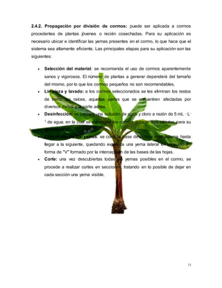 11
2.4.2. Propagación por división de cormos: puede ser aplicada a cormos
procedentes de plantas jóvenes o recién cosechadas. Para su aplicación es
necesario ubicar e identificar las yemas presentes en el cormo, lo que hace que el
sistema sea altamente eficiente. Las principales etapas para su aplicación son las
siguientes:
 Selección del material: se recomienda el uso de cormos aparentemente
sanos y vigorosos. El número de plantas a generar dependerá del tamaño
del mismo, por lo que los cormos pequeños no son recomendables.
 Limpieza y lavado: a los cormos seleccionados se les eliminan los restos
de tierra, las raíces, aquellas partes que se encuentren afectadas por
diversos daños y la parte aérea.
 Desinfección: se prepara una solución de agua y cloro a razón de 5 mL · L-
1 de agua, en la cual se sumergen los cormos durante tres minutos para su
desinfección.
 Exposición de las yemas: se corta la base de la hoja más externa hasta
llegar a la siguiente, quedando expuesta una yema lateral en un punto en
forma de "V" formado por la intercepción de las bases de las hojas.
 Corte: una vez descubiertas todas las yemas posibles en el cormo, se
procede a realizar cortes en secciones, tratando en lo posible de dejar en
cada sección una yema visible.
 