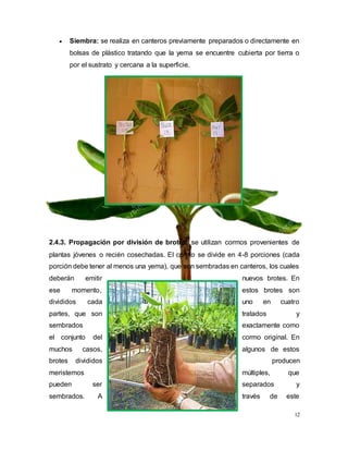 12
 Siembra: se realiza en canteros previamente preparados o directamente en
bolsas de plástico tratando que la yema se encuentre cubierta por tierra o
por el sustrato y cercana a la superficie.
2.4.3. Propagación por división de brotes: se utilizan cormos provenientes de
plantas jóvenes o recién cosechadas. El cormo se divide en 4-8 porciones (cada
porción debe tener al menos una yema), que son sembradas en canteros, los cuales
deberán emitir nuevos brotes. En
ese momento, estos brotes son
divididos cada uno en cuatro
partes, que son tratados y
sembrados exactamente como
el conjunto del cormo original. En
muchos casos, algunos de estos
brotes divididos producen
meristemos múltiples, que
pueden ser separados y
sembrados. A través de este
 