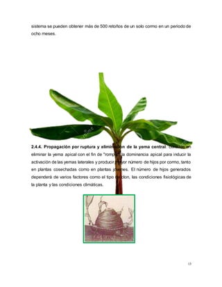 13
sistema se pueden obtener más de 500 retoños de un solo cormo en un periodo de
ocho meses.
2.4.4. Propagación por ruptura y eliminación de la yema central: consiste en
eliminar la yema apical con el fin de "romper" la dominancia apical para inducir la
activación de las yemas laterales y producir mayor número de hijos por cormo, tanto
en plantas cosechadas como en plantas jóvenes. El número de hijos generados
dependerá de varios factores como el tipo de clon, las condiciones fisiológicas de
la planta y las condiciones climáticas.
 