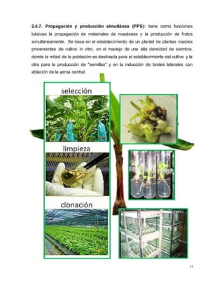 15
2.4.7. Propagación y producción simultánea (PPS): tiene como funciones
básicas la propagación de materiales de musáceas y la producción de frutos
simultáneamente. Se basa en el establecimiento de un plantel de plantas madres
provenientes de cultivo in vitro, en el manejo de una alta densidad de siembra,
donde la mitad de la población es destinada para el establecimiento del cultivo y la
otra para la producción de "semillas" y en la inducción de brotes laterales con
ablación de la yema central.
 